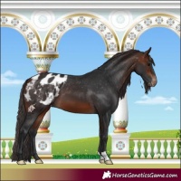 Horse Color:Brown Appaloosa