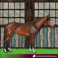 Horse Color:Bay 
