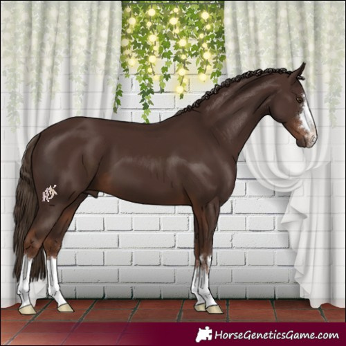 Horse Color:Liver Chestnut 