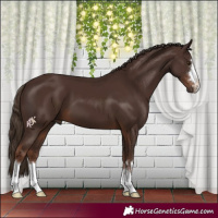 Horse Color:Liver Chestnut 