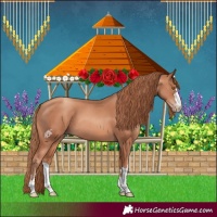 Horse Color:Gold Champagne 