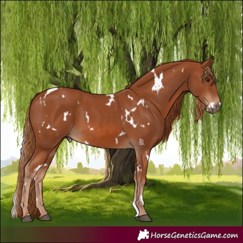 Horse Color:White Spotted Chestnut 