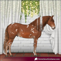 Horse Color:White Spotted Chestnut