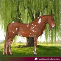 Horse Color:White Spotted Chestnut 