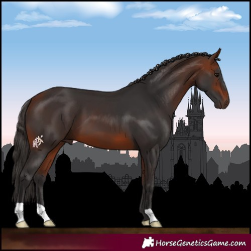 Horse Color:Bay 