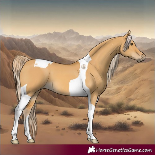 Horse Color:Palomino Dun Tobiano
