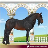 Horse Color:Brown 