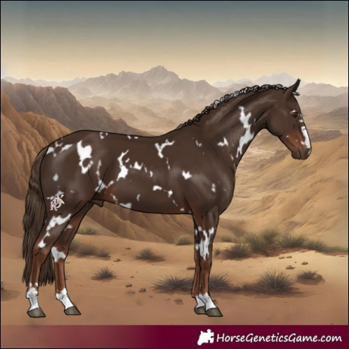 Horse Color:White Spotted Liver Chestnut 