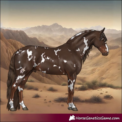 Horse Color:White Spotted Liver Chestnut 