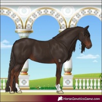 Horse Color:Liver Chestnut