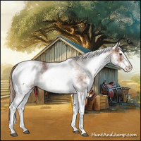 Horse Color:White Spotted Chestnut 