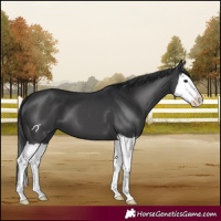 Horse Color:Black Splash