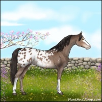 Horse Color:White Spotted Liver Chestnut Appaloosa Rabicano 