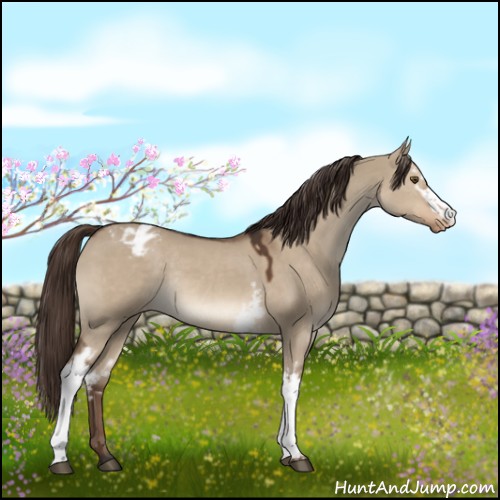 Horse Color:White Spotted Liver Red Dun Varnish Rabicano 