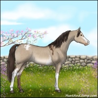 Horse Color:White Spotted Liver Red Dun Varnish Rabicano 