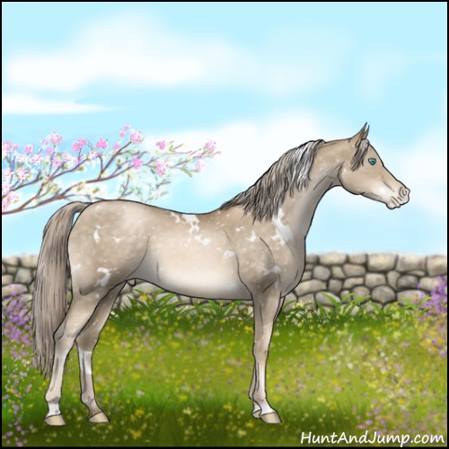 Horse Color:White Spotted Chocolate Palomino Pearl Appaloosa 