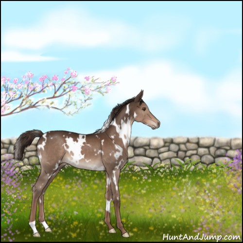 Horse Color:White Spotted Liver Chestnut 
