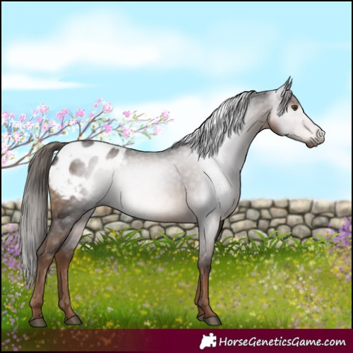 Horse Color:Gray White Spotted Liver Chestnut Blanket 