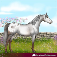 Horse Color:Gray White Spotted Liver Chestnut Blanket 