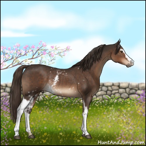 Horse Color:White Spotted Liver Chestnut Rabicano 