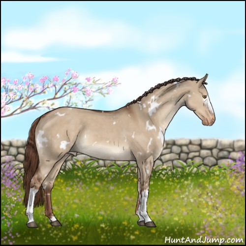 Horse Color:White Spotted Liver Red Dun Appaloosa Rabicano 