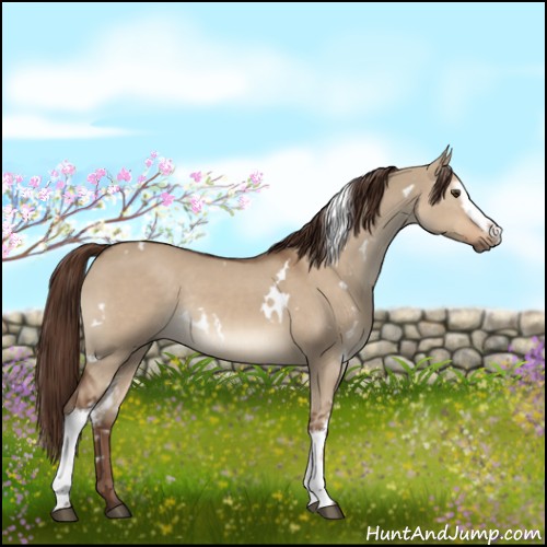 Horse Color:White Spotted Liver Red Dun Rabicano 