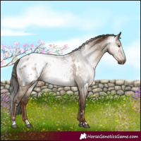 Horse Color:Gray White Spotted Liver Red Dun Blanket 