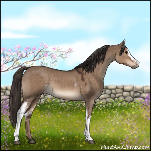 Horse Color:White Spotted Liver Red Dun Rabicano 