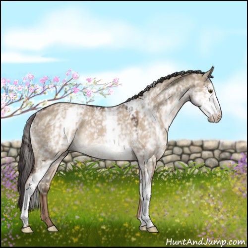 Horse Color:White Spotted Liver Red Dun Rabicano 