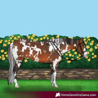 Horse Color:White Spotted Bay 