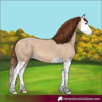 Horse Color:Red Dun Splash