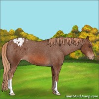 Horse Color:Chestnut Appaloosa 
