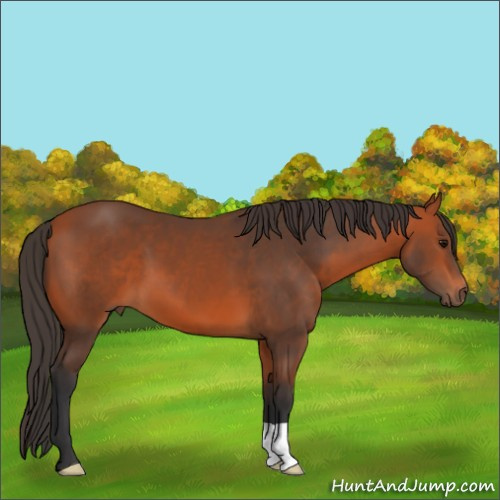 Horse Color:Bay 
