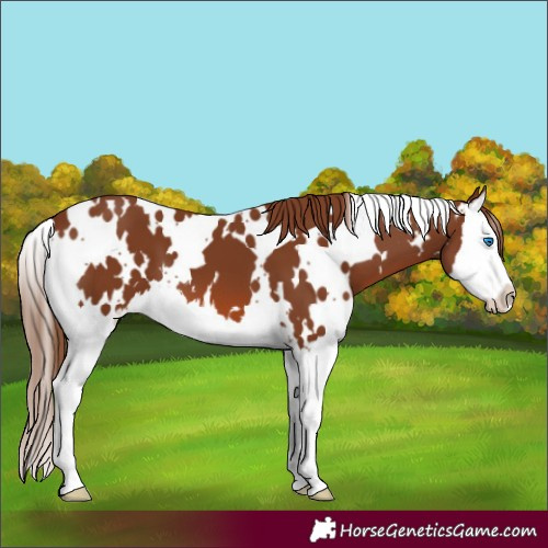 Horse Color:White Spotted Chestnut Splash