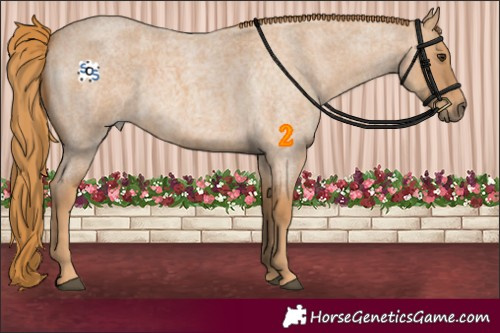 Horse Color:Red Roan Rabicano 