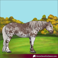 Horse Color:White Spotted Chocolate Silver Black Tobiano