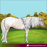 Horse Color:Silver Bay Tobiano Appaloosa