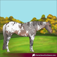 Horse Color:White Spotted Bay Appaloosa