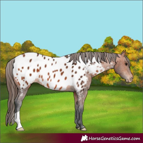 Horse Color:Bay Near Leopard 