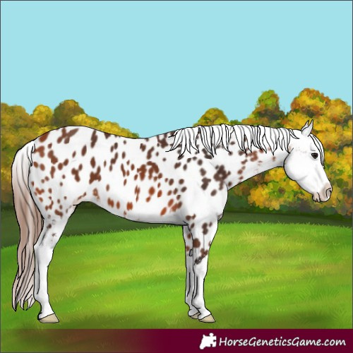 Horse Color:Bay Appaloosa