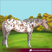 Horse Color:Bay Appaloosa 