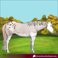 Horse Color:Chestnut Splash Appaloosa 