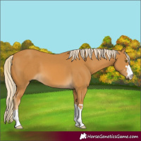 Horse Color:Palomino 