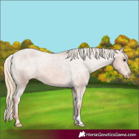 Horse Color:Chestnut Appaloosa 