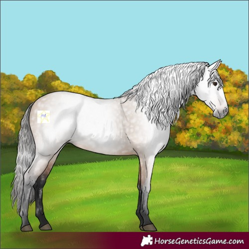 Horse Color:Gray Bay Dun Rabicano