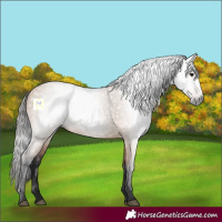 Horse Color:Gray Bay Dun Rabicano 