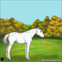 Horse Color:Grullo Roan Splash Frame Appaloosa 