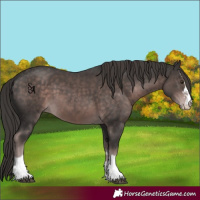 Horse Color:Platinum Liver Chestnut Rabicano 
