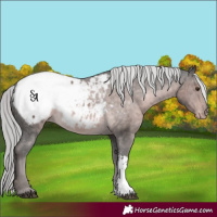 Horse Color:Platinum Chocolate Palomino Sabino Snowcap 