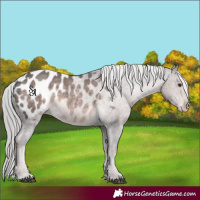 Horse Color:Platinum Chocolate Palomino Appaloosa 